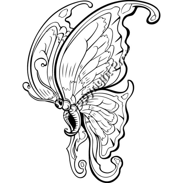 ES3butterfly03BW Thumbnail