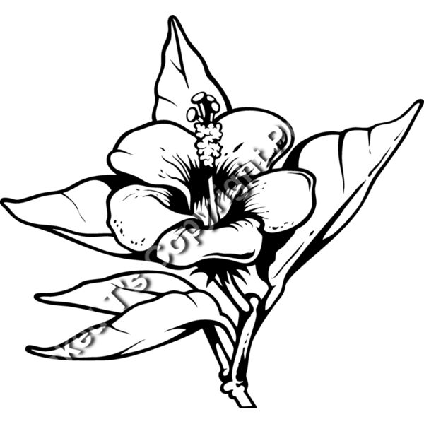 ES3tropical01bw Thumbnail